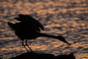 РАСКРЫТЫ ПОДРОБНОСТИ О КОМПАНИИ-ПРЕЕМНИЦЕ HACKING TEAM