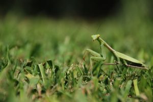 ВРЕДОНОСНОЕ ПО ROAMING MANTIS МАСКИРУЕТСЯ ПОД ANDROID-ПРИЛОЖЕНИЯ